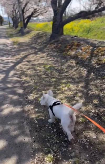 のんびりお散歩を満喫▶（次画像からマイペースな柴犬のコミックエッセイ『柴犬ぽんちゃん、今日もわが道を行く』が読めます）