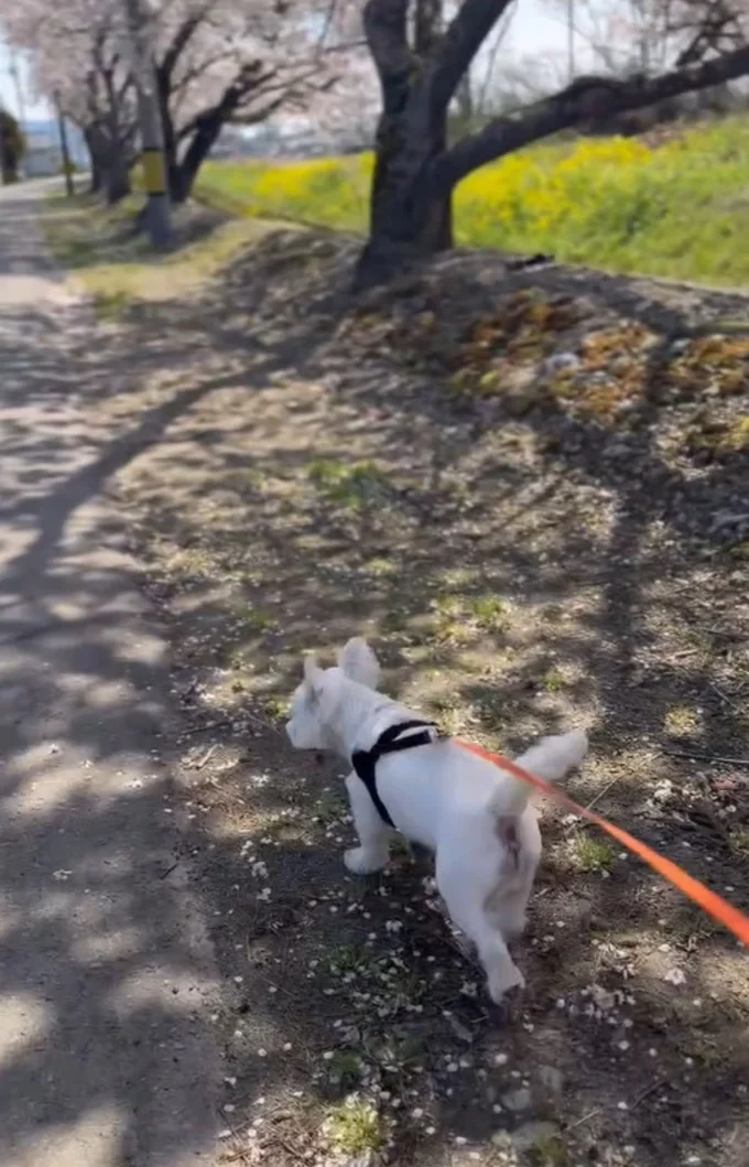 のんびりお散歩を満喫▶（次画像からマイペースな柴犬のコミックエッセイ『柴犬ぽんちゃん、今日もわが道を行く』が読めます）