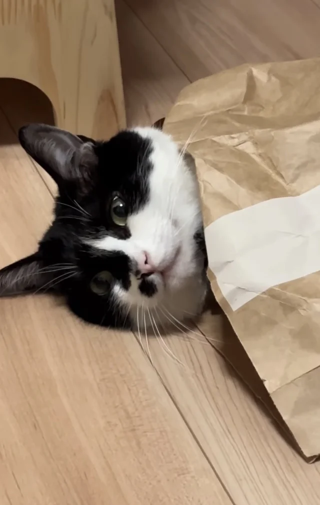 プリンターから紙が出てきても…予想と反した猫ちゃんの姿に26.3万いいねの大反響！