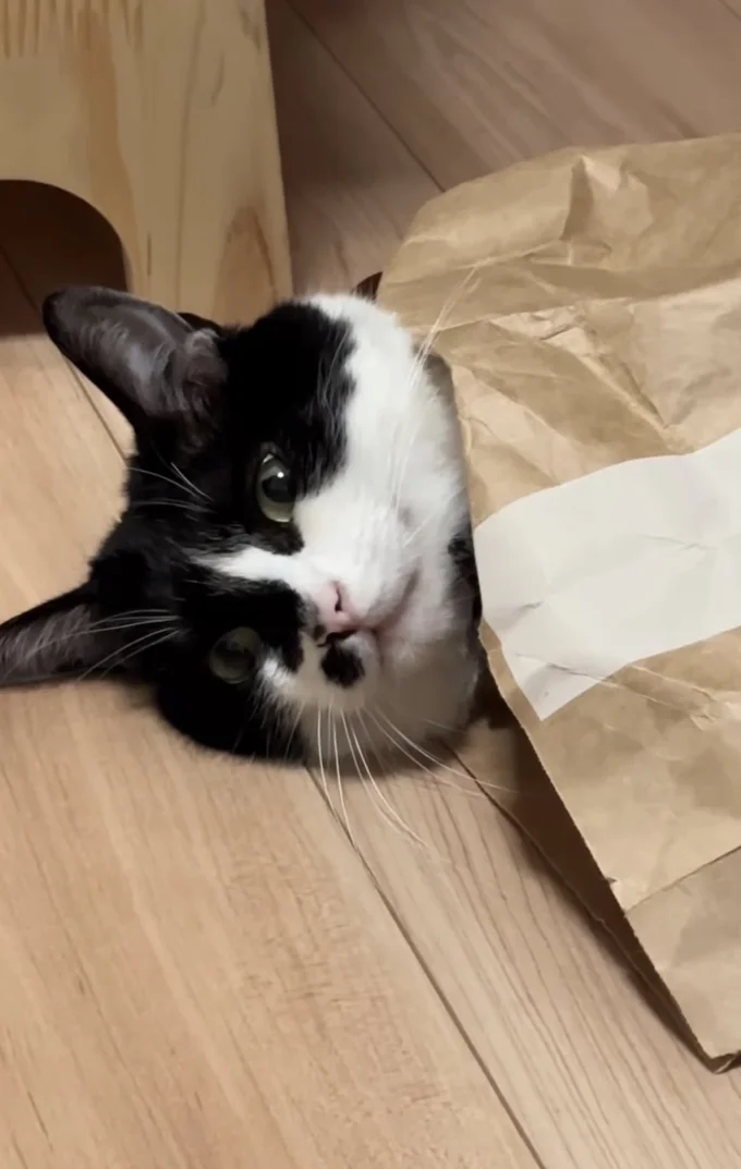 紙袋から顔だけ覗かせる猫ちゃん(⇒次へ)