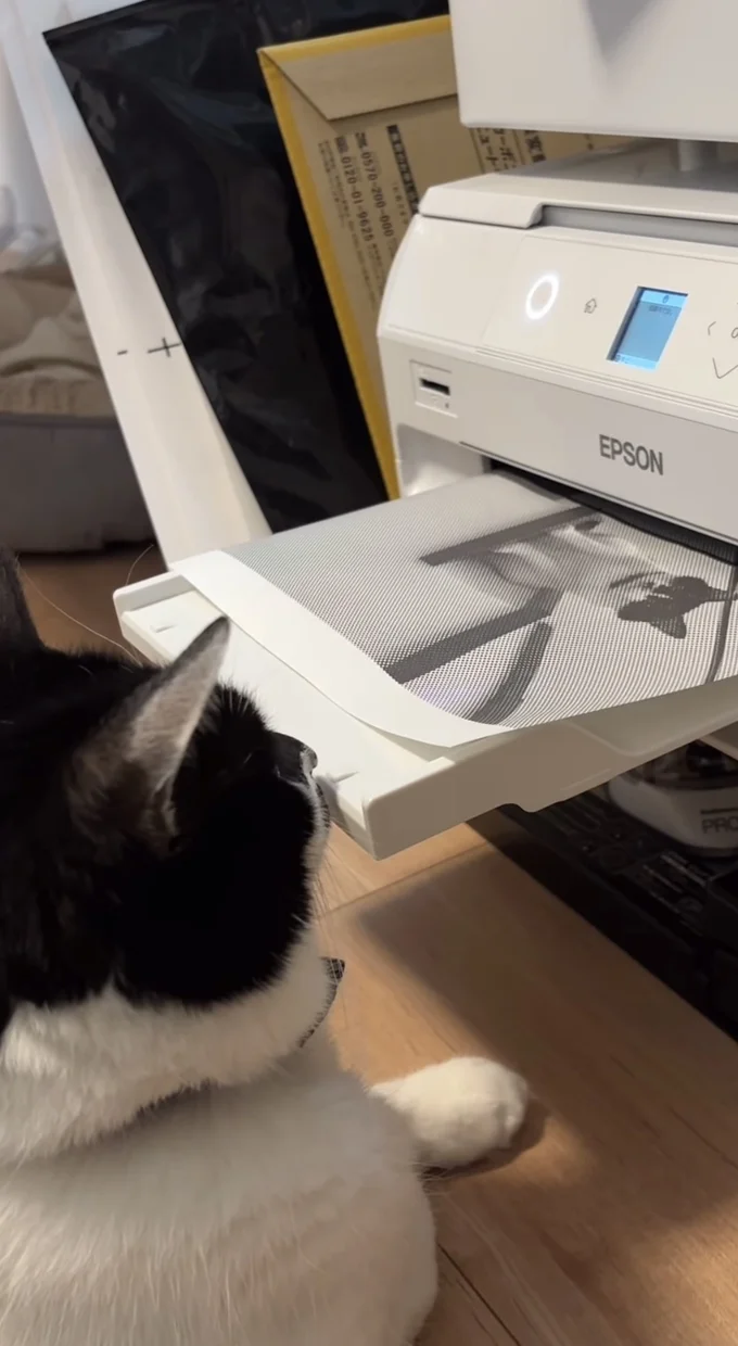 紙が出てきた▶動く気配のない猫ちゃん…（⇒次へ）