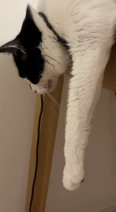 一点を見つめ続けている▶新しい猫ちゃんとの様子（⇒次へ）