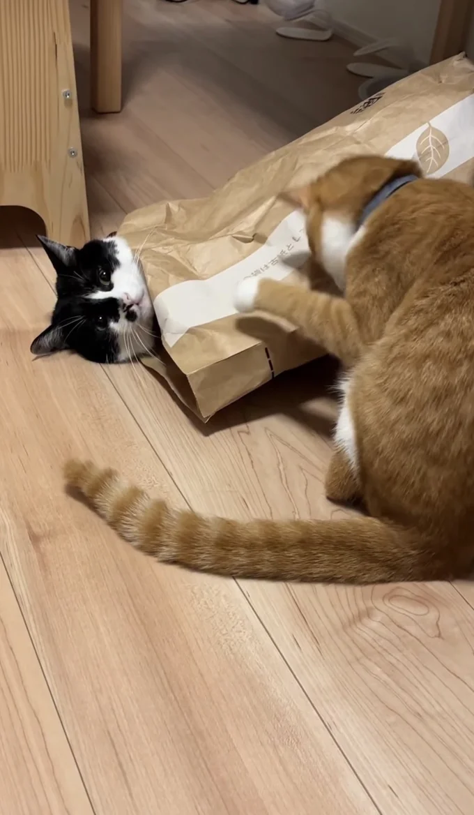 紙袋から顔だけ出して、寝転がる▶新入り猫ちゃんが…(⇒次へ)