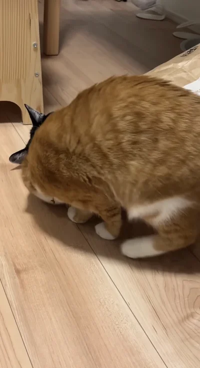 紙袋の中をのぞきこむ▶動く気配がないので…（⇒次へ）