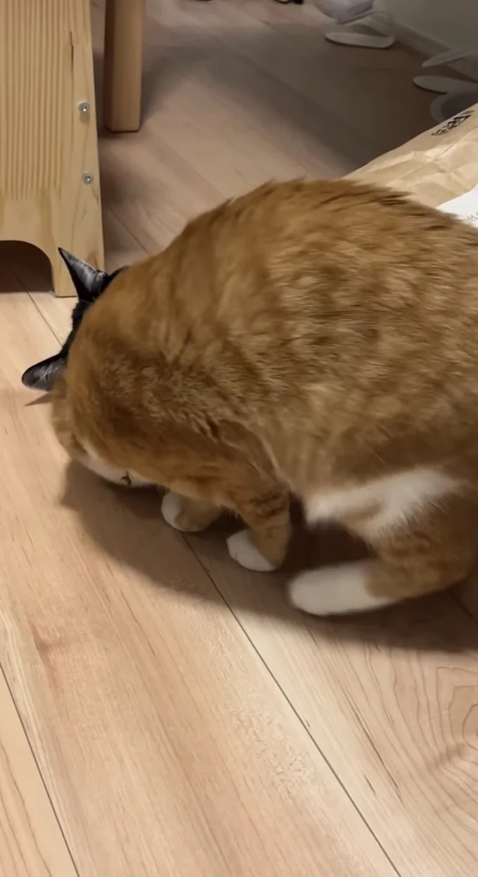 紙袋の中をのぞきこむ▶動く気配がないので…(⇒次へ)