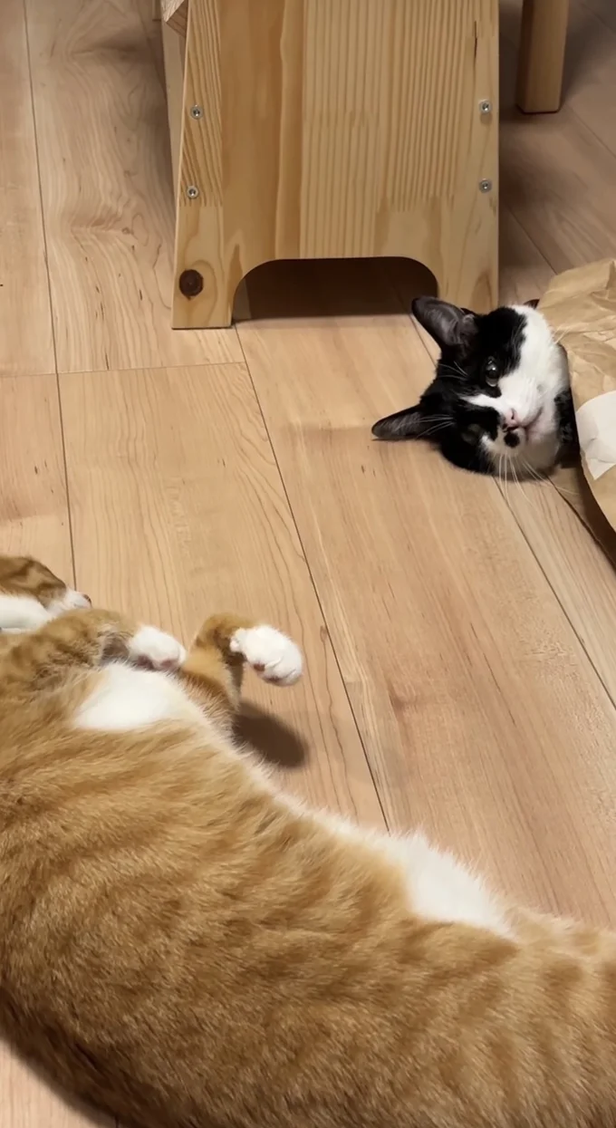 諦めた新入り猫ちゃん▶完全に静止した表情!?(⇒次へ)