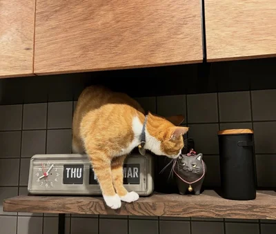 猫の置き物に鼻キス▶先輩に習った？（⇒次へ）