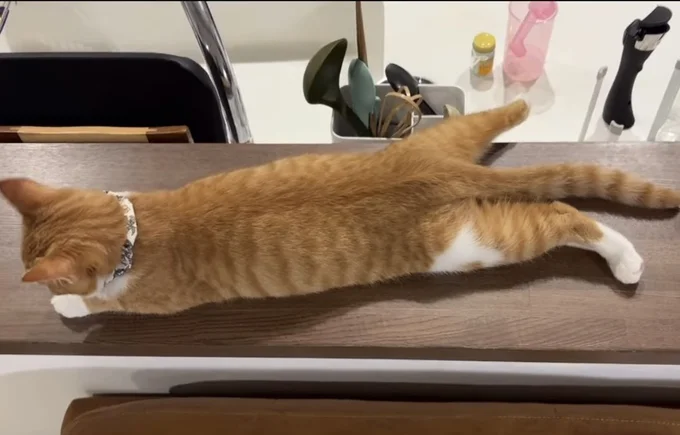 机に上に寝そべる、新入り猫ちゃん▶(次画像から癒やされること間違いなしの「猫あるある」エピソードが満載『うちの猫がまた変なことしてる。7』が読めます)