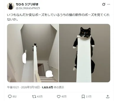 変なポーズの猫ちゃん▶ぬいぐるみのようにも見えますね（⇒次へ）