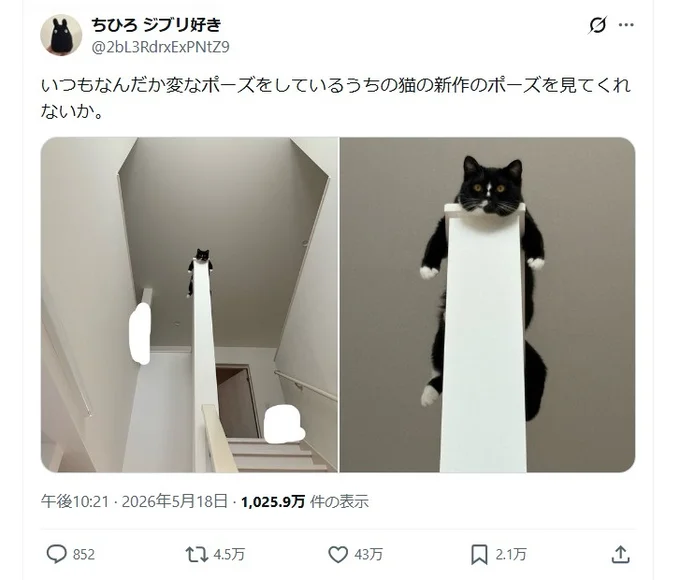 変なポーズの猫ちゃん▶ぬいぐるみのようにも見えますね(⇒次へ)