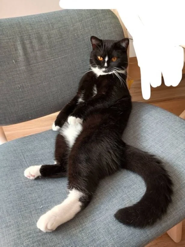 リラックスしていて可愛いですね▶猫っぽくない座り方?(⇒次へ)