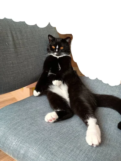 手足がちょっと短い？ククちゃん▶猫用のものはなんでも使ってくれるククちゃん（⇒次へ）
