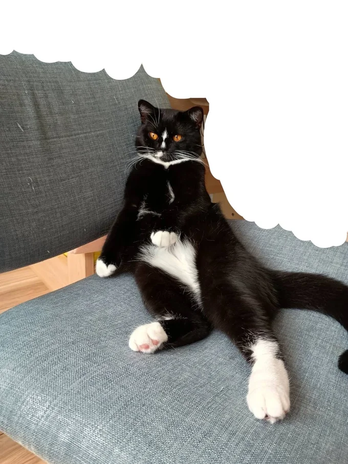 手足がちょっと短い？ククちゃん▶猫用のものはなんでも使ってくれるククちゃん（⇒次へ）