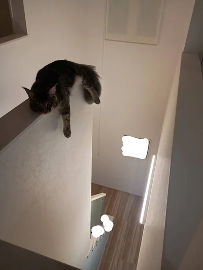 猫には落ち着く場所なんですね▶白い手袋と靴下がかわいいククちゃん（⇒次へ）