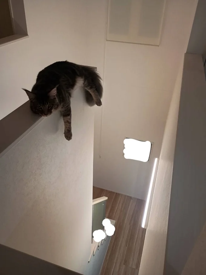 猫には落ち着く場所なんですね▶白い手袋と靴下がかわいいククちゃん（⇒次へ）