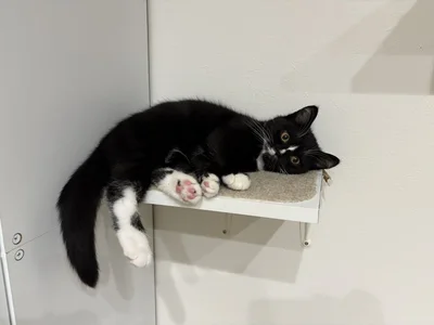 リラックスしている猫ちゃん