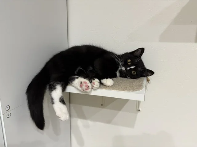 すごい場所でリラックスしていますね…？くつろぎ方が自由すぎる猫に「置き去りにされたぬいぐるみみたい」