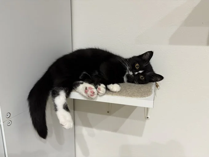 リラックスしている猫ちゃん