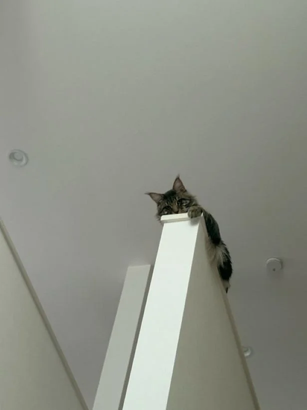 ブブちゃんのお手手も可愛いですね♪▶ククちゃんほどコミカルさがないというブブちゃん（⇒次へ）