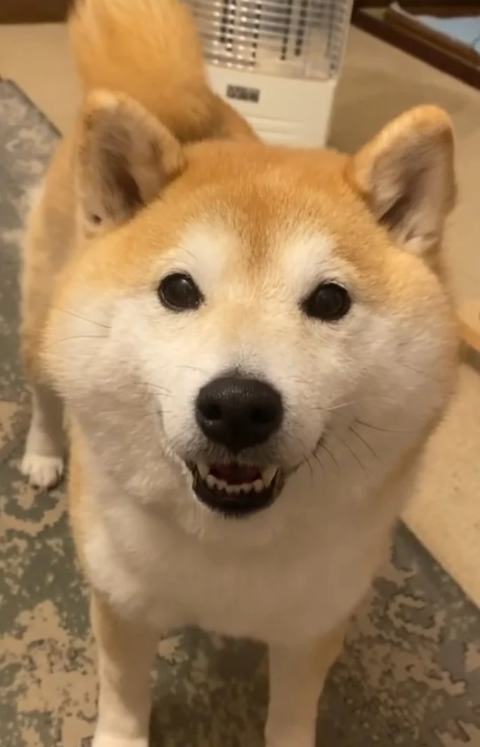 体幹が最強の柴犬「小雨ちゃん」（⇒次へ）