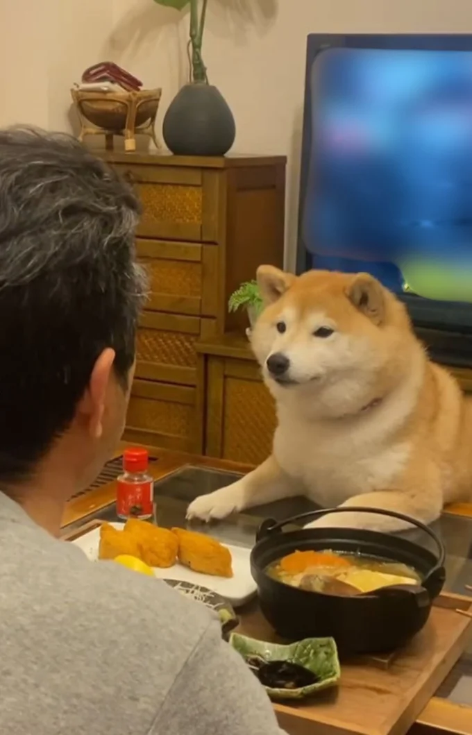 食事中の飼い主さんを目の前で見つめている▶欲しいのに…(⇒次へ)