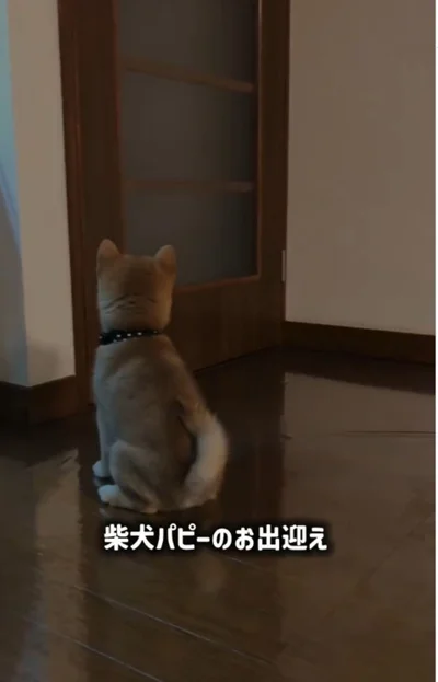 子犬の頃の小雨ちゃん▶飼い主さんが帰宅すると…（⇒次へ）