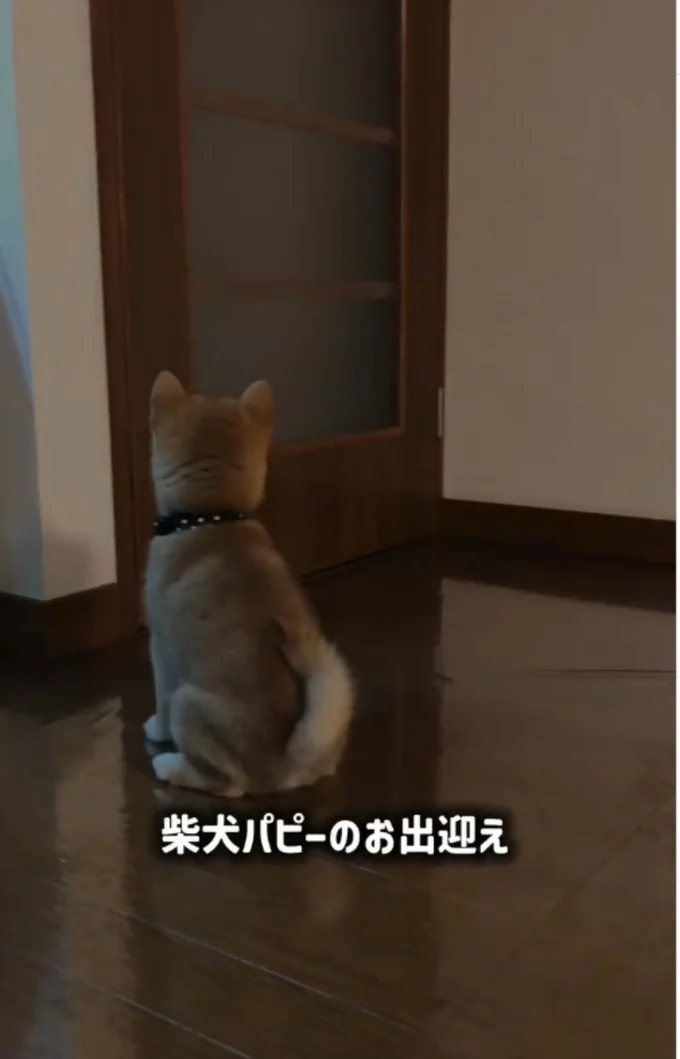 子犬の頃の小雨ちゃん▶飼い主さんが帰宅すると…(⇒次へ)