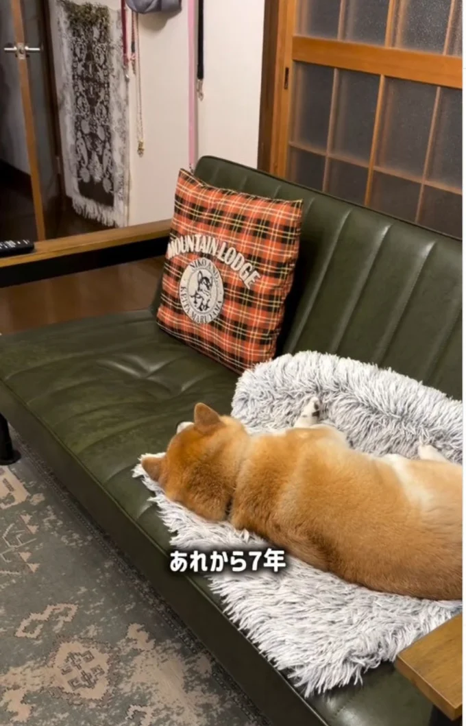 ソファの上にゴロリ▶飼い主さんの帰宅に気づくも…(⇒次へ)