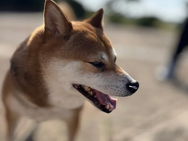 柴犬のかわいい寝姿を撮ったつもりが…予想外の表情に「歯が！」「どういう感情!?」