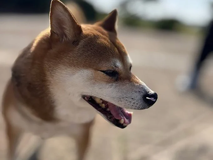 ソファで眠る柴犬のほっこり姿を撮ったつもりが…