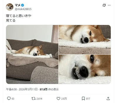 「寝てると思いきや　見てる」▶寝顔じゃなかった…？（⇒次へ）
