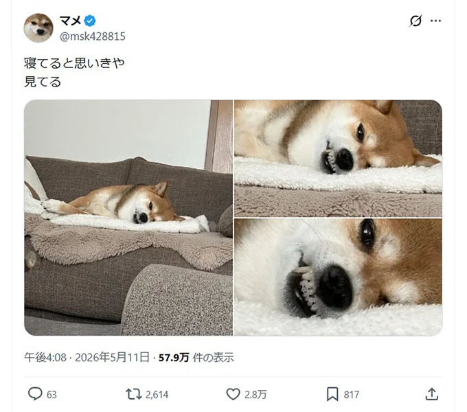 「寝てると思いきや　見てる」▶寝顔じゃなかった…？（⇒次へ）