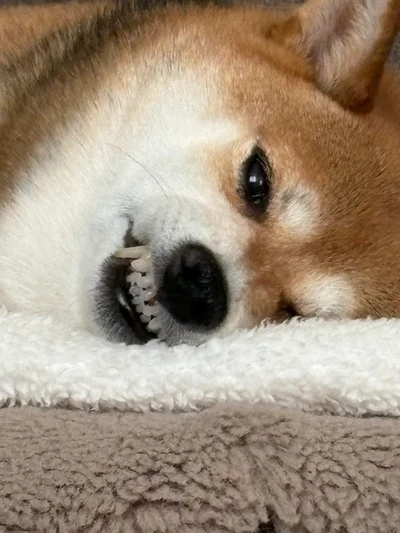 ムキ顔でこっちを見てる…!!▶ぺろりん（⇒次へ）