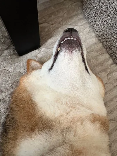 柴犬の裏側▶これはスマイル？（⇒次へ）