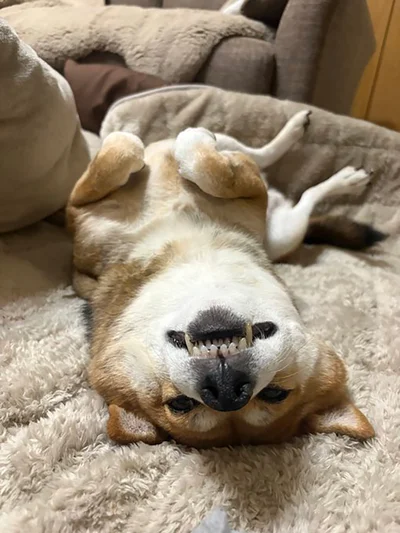 野生を完全に忘れた柴犬▶視線を感じて…（⇒次へ）
