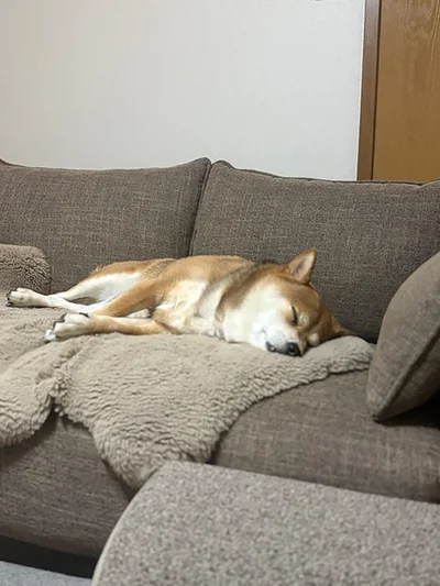 しっかり眠っているマメちゃん▶起きて…る？（⇒次へ）