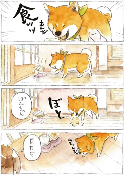 『柴犬ぽんちゃん、今日もわが道を行く2』より