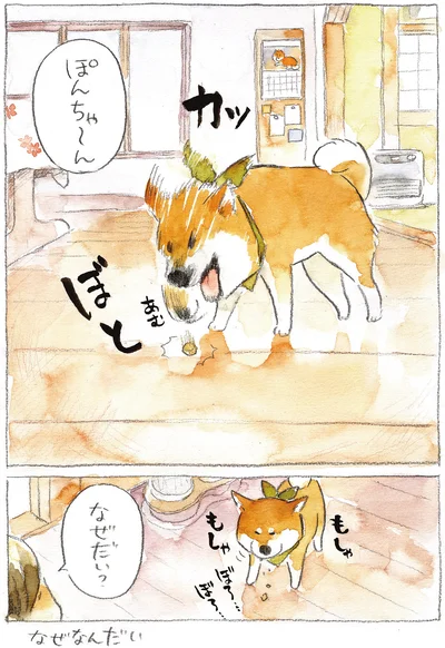 『柴犬ぽんちゃん、今日もわが道を行く2』より
