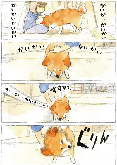 『柴犬ぽんちゃん、今日もわが道を行く2』より