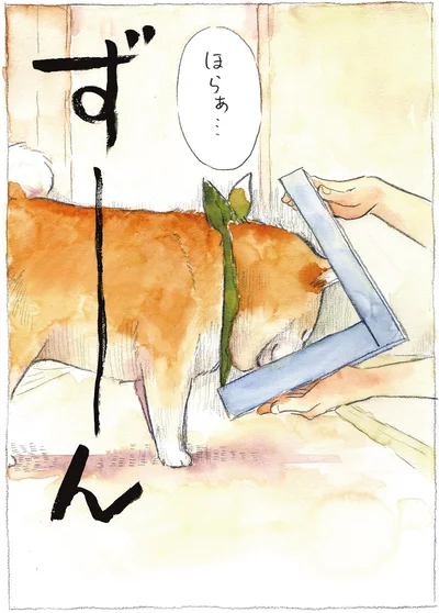 『柴犬ぽんちゃん、今日もわが道を行く2』より