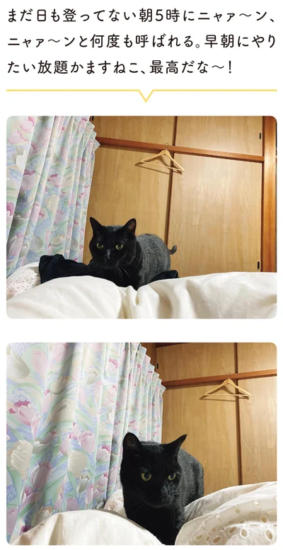 早朝にやりたい放題かますねこ、最高だな～！