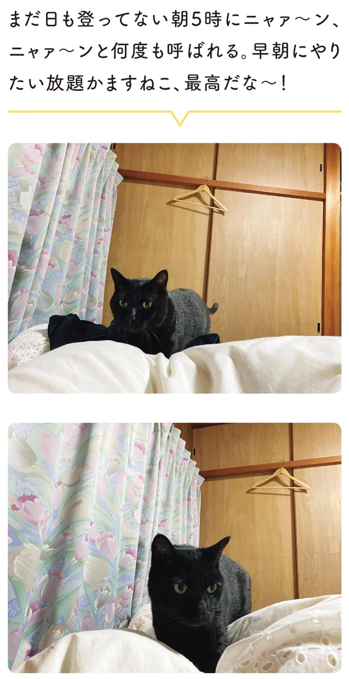 早朝にやりたい放題かますねこ、最高だな~!