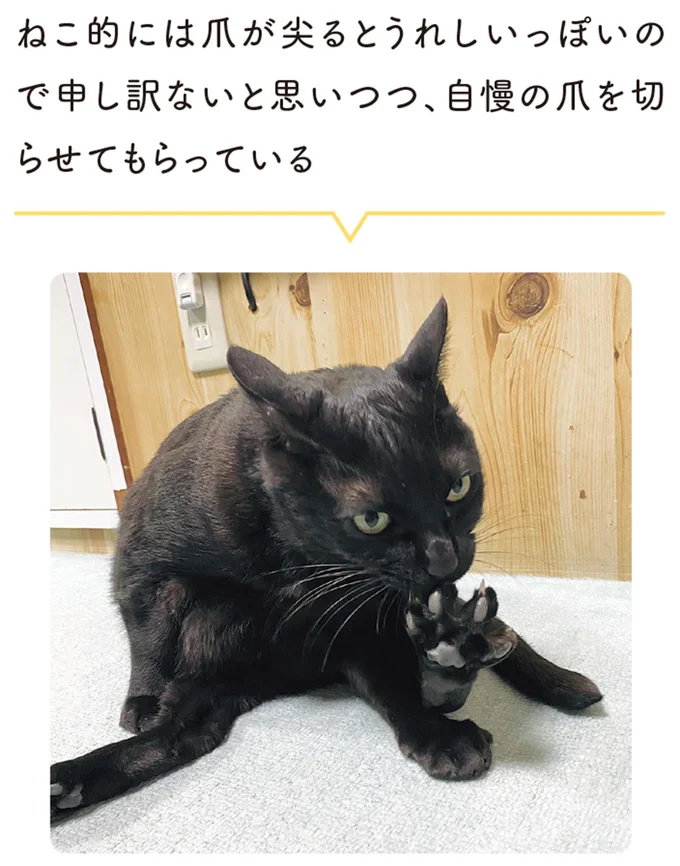 自慢の爪を切らせてもらっている