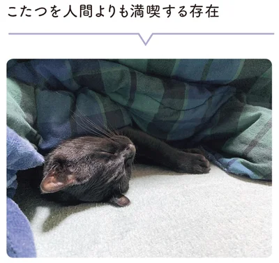 こたつを人間よりも満喫する存在