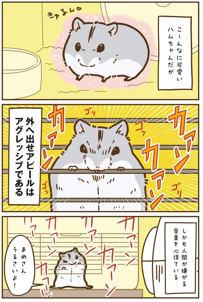『今日もハムスターから目が離せない！』より