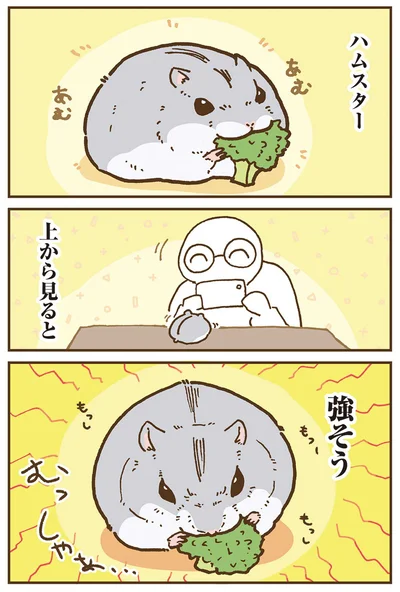 『今日もハムスターから目が離せない！』より