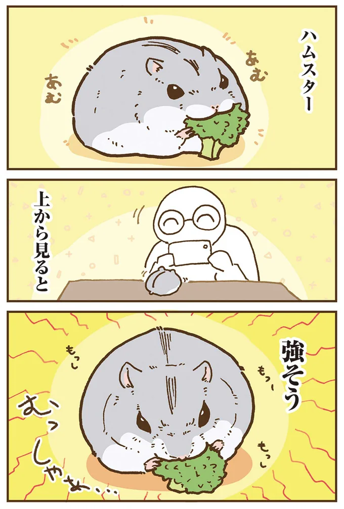 『今日もハムスターから目が離せない！』より
