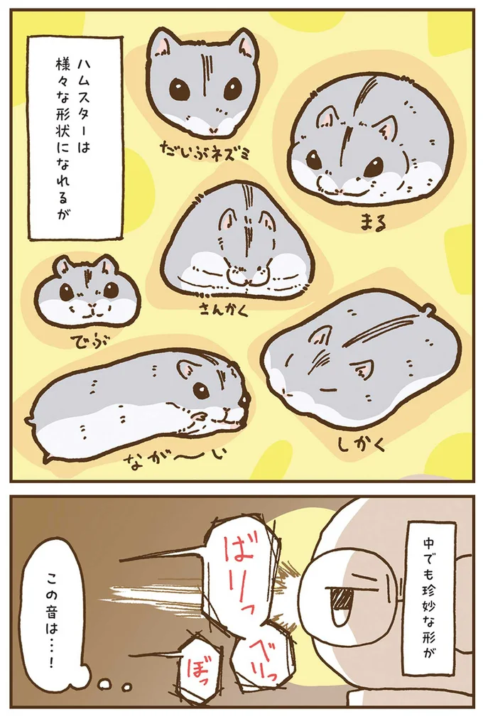 『今日もハムスターから目が離せない！』より