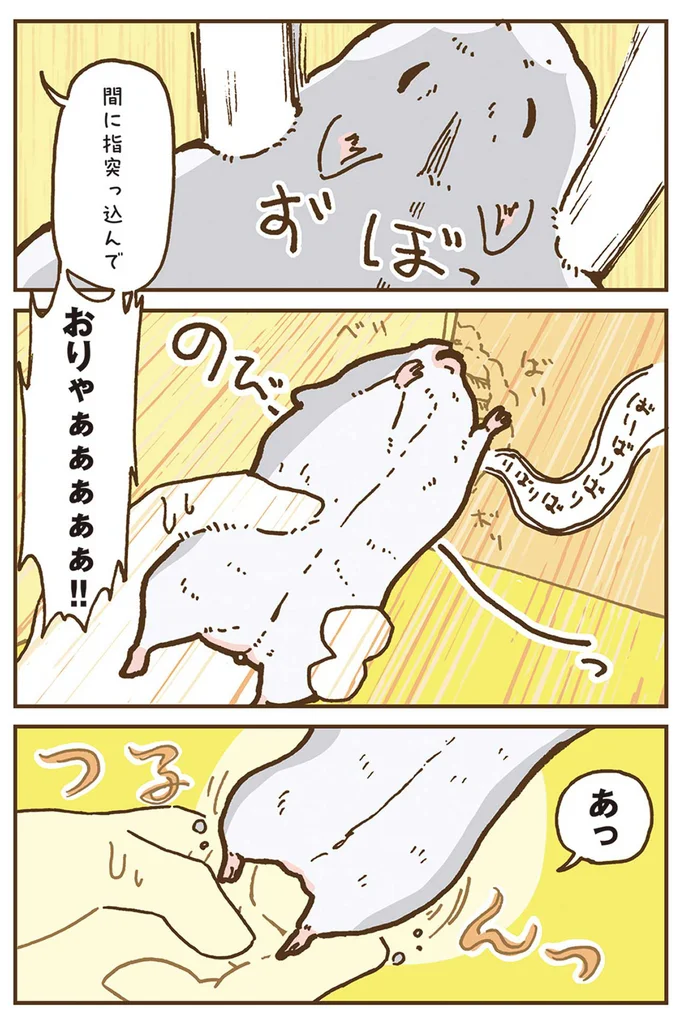 『今日もハムスターから目が離せない！』より