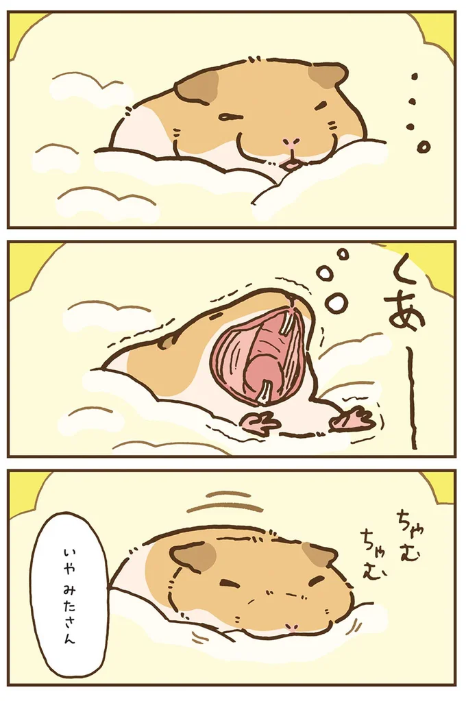 『今日もハムスターから目が離せない！』より